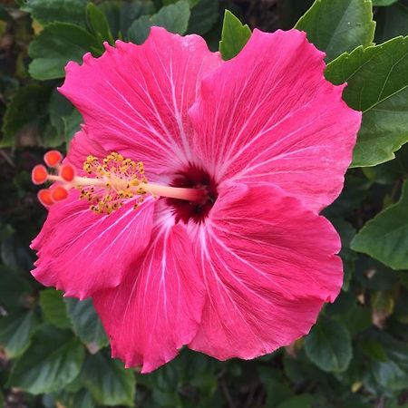 Flamingo Inn Sarasota megye Kültér fotó