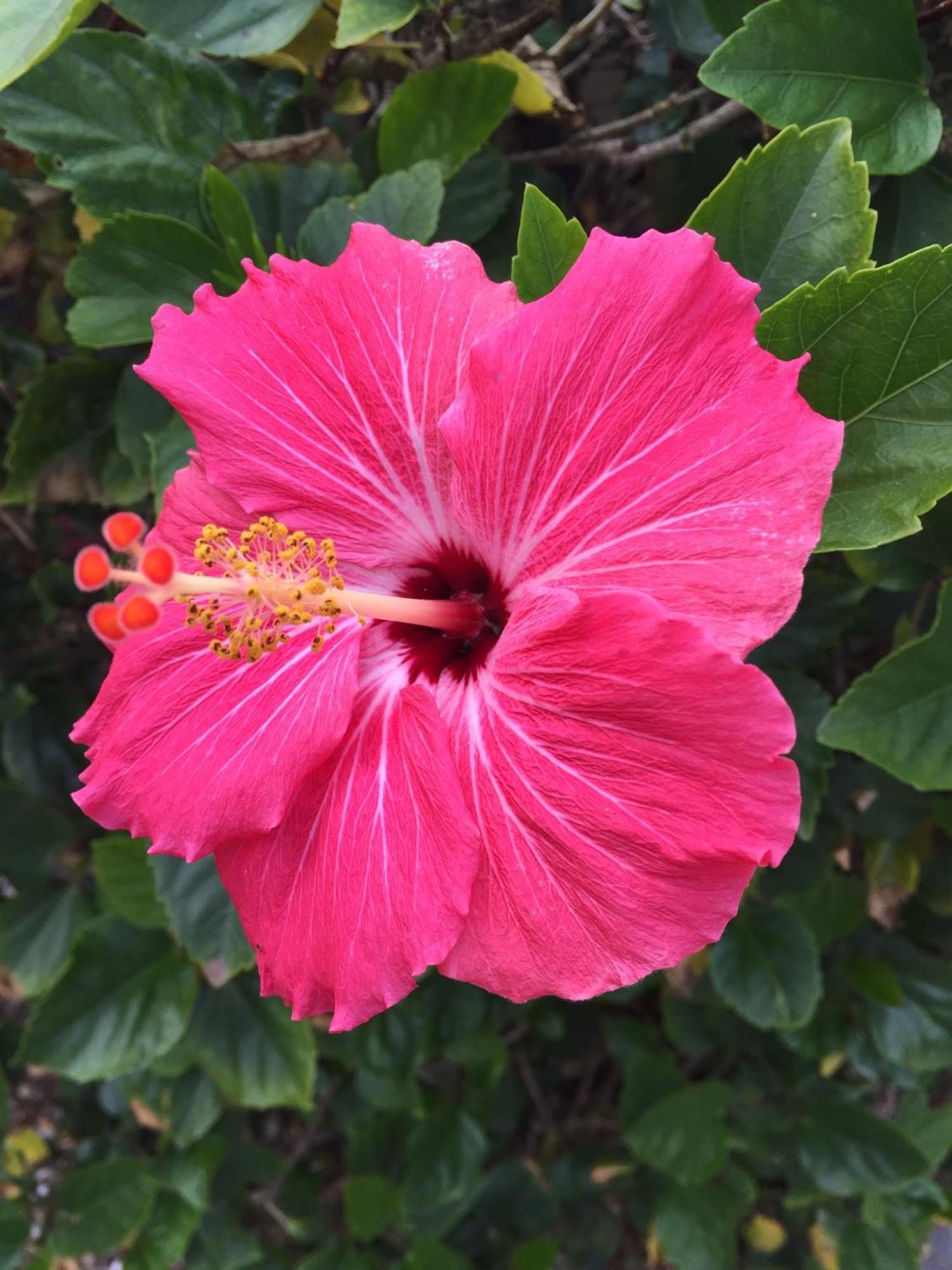 Flamingo Inn Sarasota megye Kültér fotó